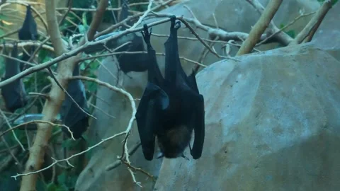 A flying fox hanging upside down on a tree branch Stock Footage 261710412
