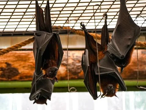 Flying fox hanging upside down inside zoo enclosure, wrapped in black wings Stock Photos