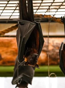 Flying fox hanging upside down inside zoo enclosure, wrapped in black wings Stock Photos