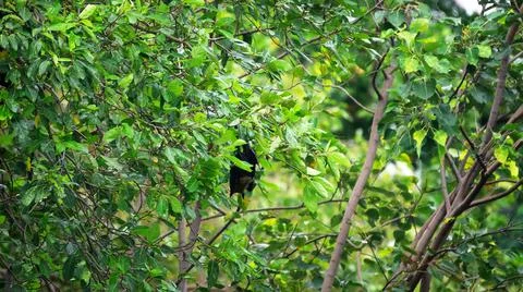 Flying Fox hangs in thick of trees Stock Photos