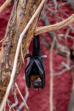 Flying fox hangs on tree branch head down covered with wings Foto stock