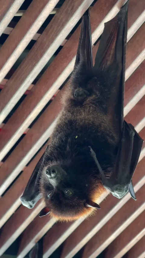 A flying fox hangs upside down from the ceiling, showcasing its unique restin Stock Footage 301860459