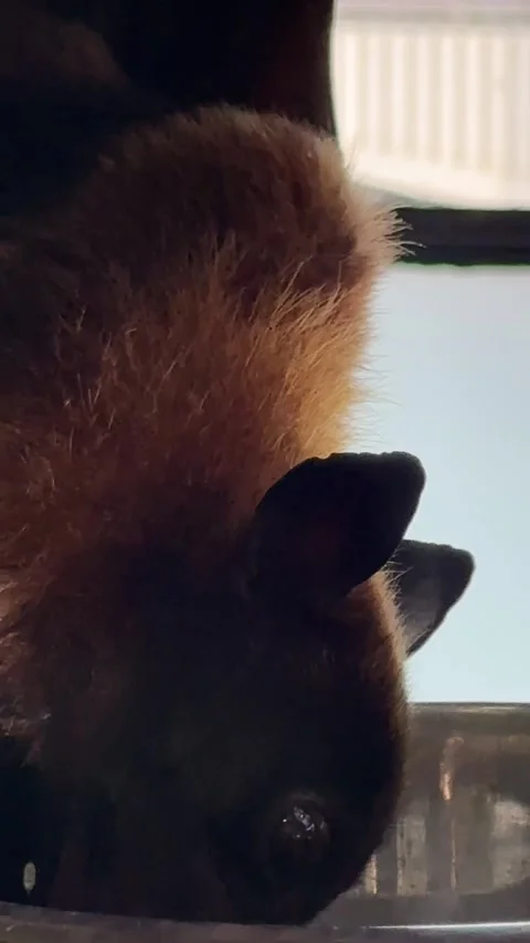 A flying fox hangs upside down while eating food, showcasing its wingspan and Video stock 302471624