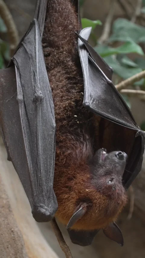 Flying Fox Licking Its Muzzle in Profile Vidéo 348986466