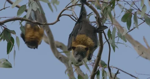 Flying Fox Looking Toward The Camera, Close Up 스톡 동영상 329255724