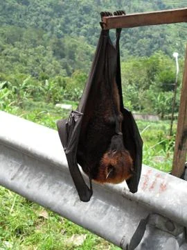 Flying fox Stock Photos