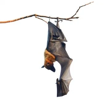 Flying fox Stock Photos