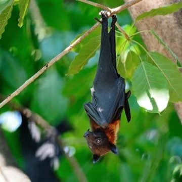 Flying fox Stock Photos
