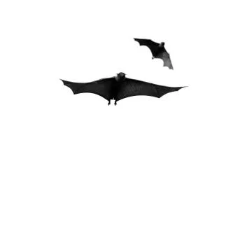 Flying fox Stock Photos