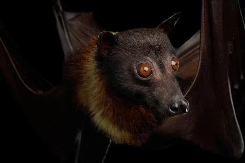 Flying fox Stock Photos