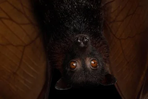 Flying fox Stock Photos