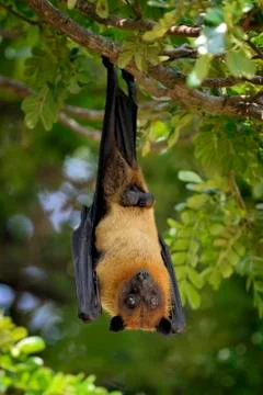 Flying fox Stock-Fotos