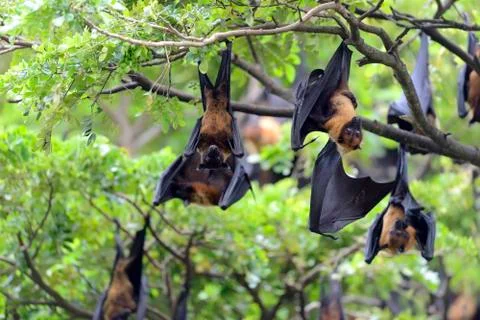 Flying fox Foto stock