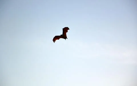 Flying fox Stock Photos