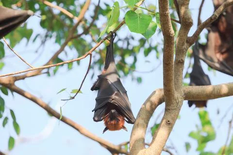 Flying Fox Stock Photos