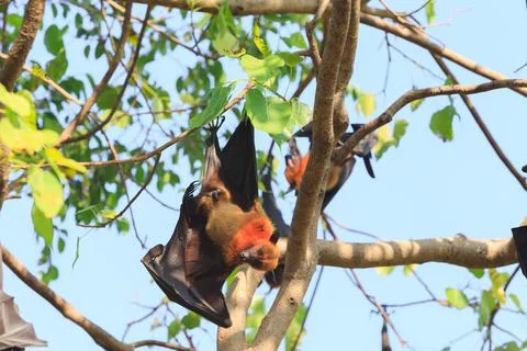 Flying Fox Stock Photos
