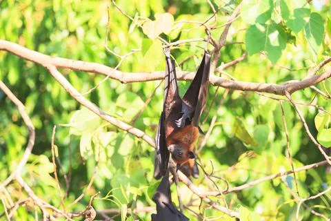 Flying Fox Stock Photos