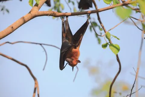 Flying Fox Stock Photos