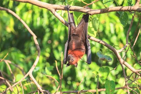 Flying Fox Stock Photos