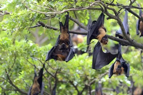 Flying fox Stock Photos