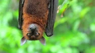 Flying Fox Pteropus Hanging On Tree Branch In Tropical Rain Forest In Asia Stock Footage