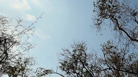 Flying Fox, Pteropus lyleior; one large bat flying from the top to the Stock Footage 124977067