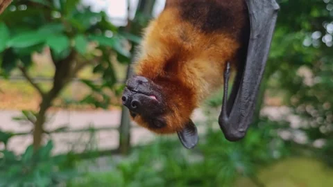 A flying fox is resting from a tree Stock Footage 296021264