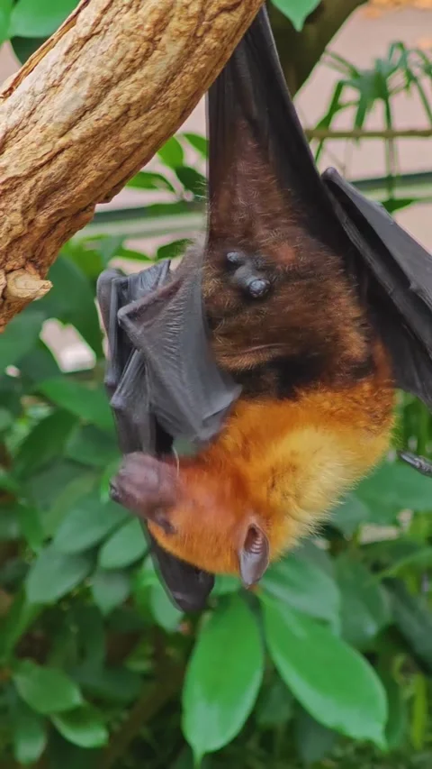 A flying fox is resting from a tree Stock Footage 296051749