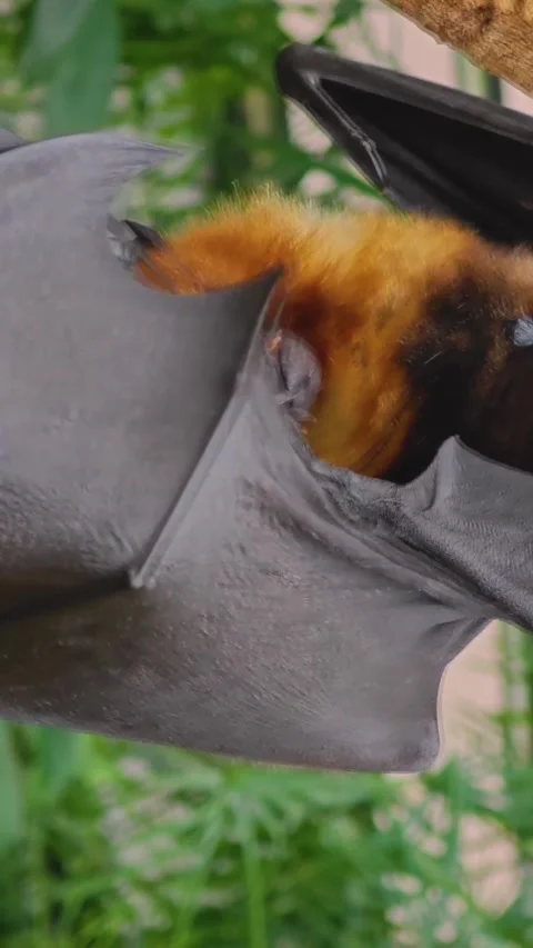 A flying fox is resting from a tree Stock-Footage 296051891