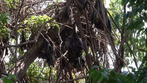 Flying Fox, Rwanda Stock Footage 125480104