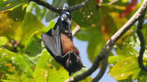 Flying fox on a tree, close-up shot Video stock 170607575