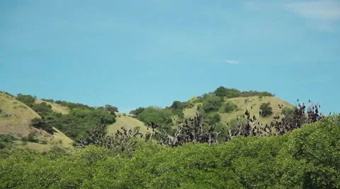 Flying fox on the tree in the jungle of Indonesia Stock Footage 44917487