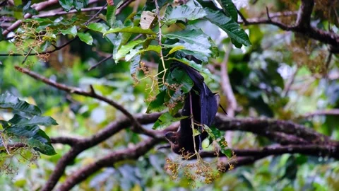 Flying fox on the tree in Mauritius Stock Footage 169974176