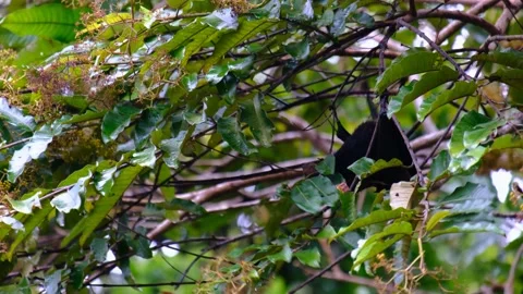 Flying fox on the tree in Mauritius Stock Footage 169974233