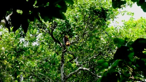 Flying fox on the tree in Mauritius Stock Footage 169974770