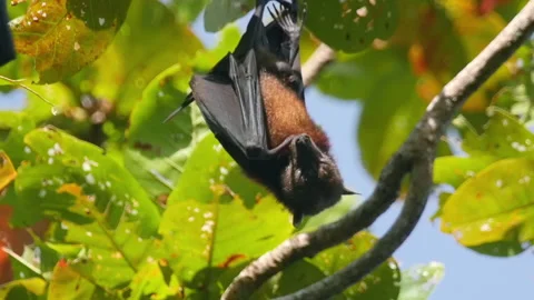 Flying fox upside down Stock Footage 170787062
