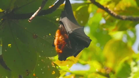 Flying fox upside down, jungle Stock Footage 219753455