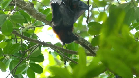 Flying fox upside down, tropics Stock Footage 269544350
