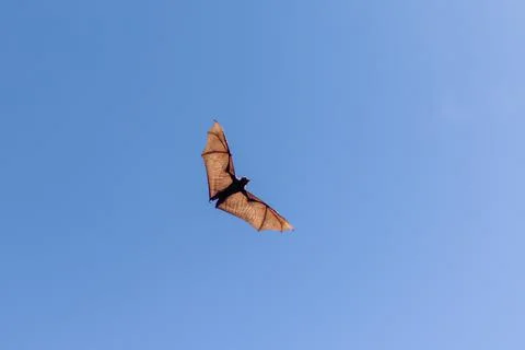 Flying fox with wings spread Foto stock