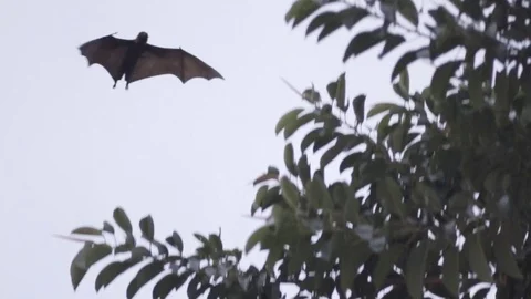 Flying Foxes Anatomy While Flapping Stock Footage 79045755