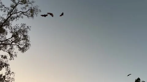 Flying Foxes Approaching Tree in Slow Motion Video stock 330292746