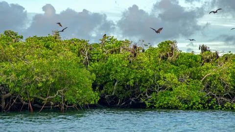 Flying foxes on the background of mangroves. Lesser Sunda Islands, Indonesia Stock Photos