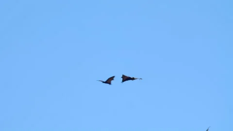 Flying foxes (bats) flying in the sky Video stock 135476898
