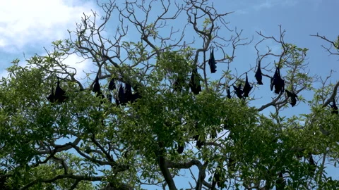Flying foxes Bats Hanging down from tree. Stock Footage 132042904