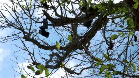 Flying foxes Bats Hanging down from tree. 스톡 동영상 132046349