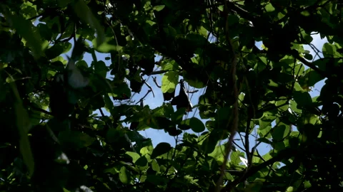 Flying foxes Bats Hanging down from tree seen through foliage. 스톡 동영상 132050534
