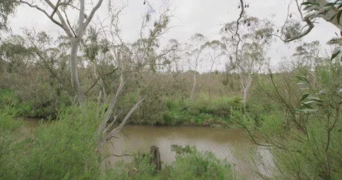 Flying Foxes Clustered in Riverside Trees, Victoria 스톡 동영상 329255618