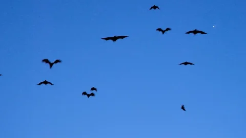 Flying Foxes Fly Overhead With Blue Background Sky At Sunset, Kalong Island Stock Footage 98773376