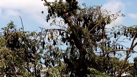 Flying Foxes 스톡 동영상 123228837