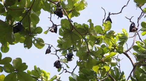 Flying foxes hang on tree branches, Thailand Video stock 39018813
